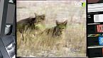SuperQuark - L' astuto coyote