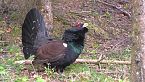 Gallo cedrone all'attacco dell'uomo