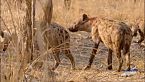 Africa - Predatori letali II - Femmine alfa