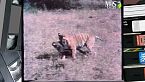 Natura amica - La tigre