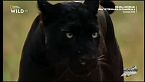 The real black panter