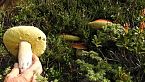 Funghi porcini e l'arte del cercare
