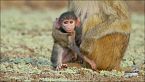 Zambia untamed - Gli emarginati