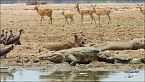 Zambia untamed - L'Acacia Loop