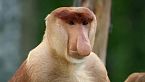 Monos en movimiento - Saltos trepidantes en los árboles y Jungle Lifer