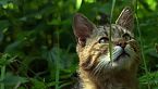 Más allá de leones y tigres - Explore el poderoso mundo de los pequeños felinos