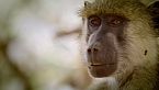 Los secretos del envejecimiento de las criaturas salvajes