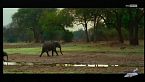 Cani selvaggi d'Africa - Il branco Stork è in pericolo