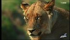 Cani selvaggi d'Africa - Grandi felini, grandi guai