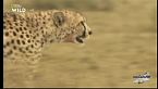 La regina del Serengeti