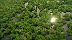 Maravillas de la fauna del Pantanal: Jaguares, capibaras y mucho más