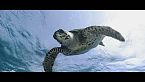Explorando las profundidades - Secretos y maravillas bajo las olas