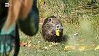 Italia selvaggia, specie non autoctone