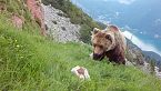 Orsi Trentino 2024 momenti di vita, momenti d'amore