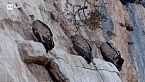 Wild Italy - Il lupo e i suoi compagni