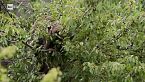 Wild Italy - Le antiche foreste