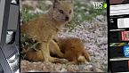 I mammiferi della savana