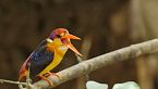 Arcoíris volador - Documental sobre la naturaleza