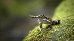 El pulso del bosque atlántico - Especies raras