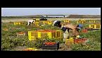 Pomodori - un film documentario di Gianfranco Pannone