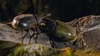 El código de vestimenta de la naturaleza