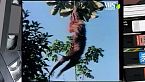 Animali tropicali della Guyana