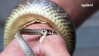 I serpenti possono mangiare gli uomini?