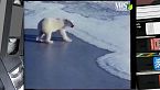 Il ruggito della leonessa