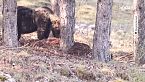 Cosa devi fare se incontri un orso nel bosco?