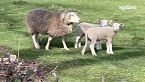 Perché mangiamo l'agnello a Pasqua e perché dovremmo smettere di farlo