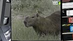 Il capibara il più grande roditore del mondo