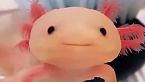 I disagi dell'Axolotl