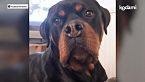 Cosa devi sapere sul rottweiler: caratteristiche e storia dell'antico gladiatore