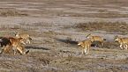 Megeti, la loba perdida de África - Documental sobre la naturaleza