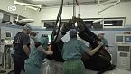 Clínica de lujo para caballos valiosos