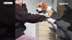 Cosa devi sapere sul Beagle: caratteristiche e storia della razza che ha ispirato Snoopy