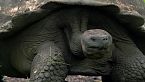 Galápagos salvaje - En las garras del océano - Documental de naturaleza