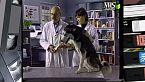 Conoscerli e curarli - Pronto soccorso - Prima parte
