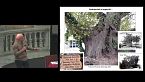 Alberi monumentali, tra natura e cultura - Stefania Gasperini e Giovanni Morelli