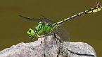 Top 10 de insectos prehistóricos gigantes