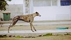 Pinino, un perro de tres patas - Historias veterinarias