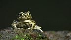 Explorar los secretos de la naturaleza