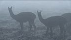 Chile - Un viaje salvaje - E01 - Tierra del puma