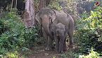 Animales gigantes. ¿Por qué son tan grandes?