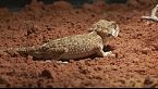Amos de las tinieblas: Secretos de la fauna nocturna