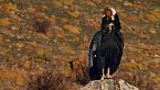 Chile - Un viaje salvaje - E07 - Fauna aérea