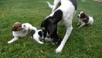 Amor, miedo y alegría: Comprender los sentimientos de los animales