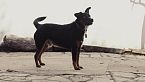 Coraje, un perro callejero - Historias veterinarias