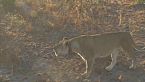Las luchas de Savannah: Leones contra la brutalidad de la naturaleza