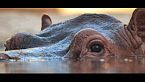 Las madres más despiadadas del reino animal